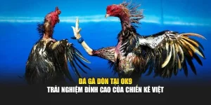 Đá Gà Đòn Tại Ok9 – Trải Nghiệm Đỉnh Cao Của Chiến Kê Việt