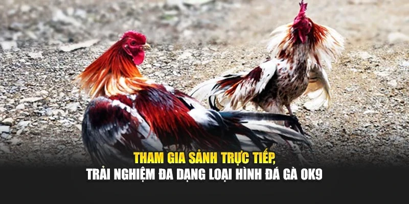 Tham gia sảnh trực tiếp, trải nghiệm đa dạng loại hình đá gà OK9