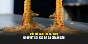 Vảy Gà Tam Tài Tại Ok9 – Bí Quyết Soi Kèo Đá Gà Chuẩn Xác